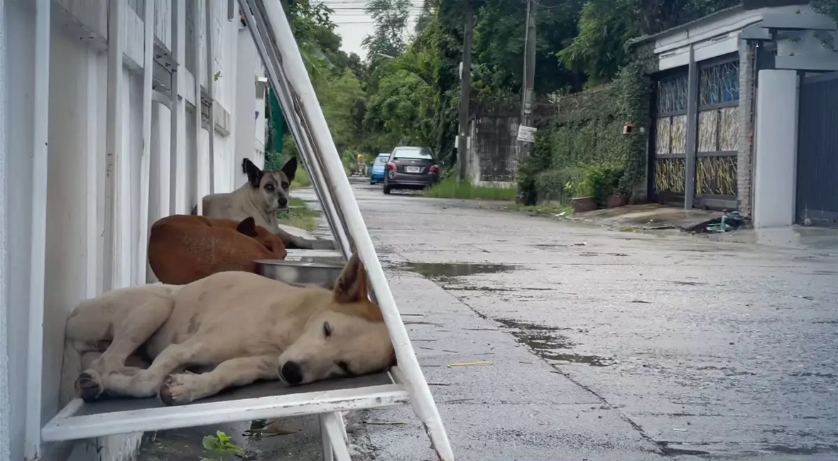 Het ‘Stand for Stray’-project helpt de zwerfhonden in Bangkok aan onderdak