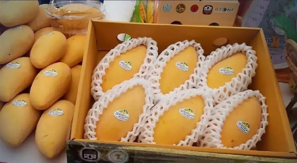 De boeren in Udon Thani hebben te maken met overaanbod van mango door oorlog tussen Rusland en Oekraïne