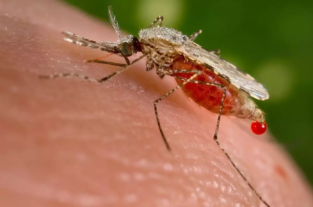 Het DDC streeft ernaar om Thailand in 2024 vrij van malariavrij te krijgen 
