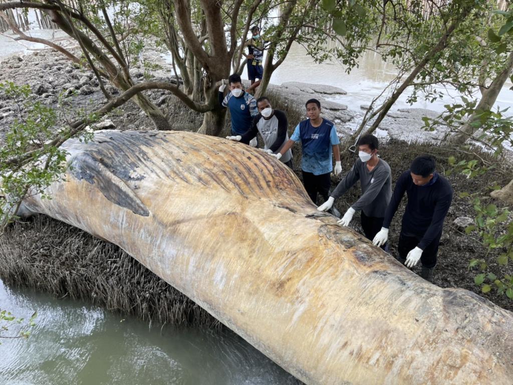🎥 | 10 meter lange walvis dood aangetroffen in het district Bang Khun Thian van Bangkok