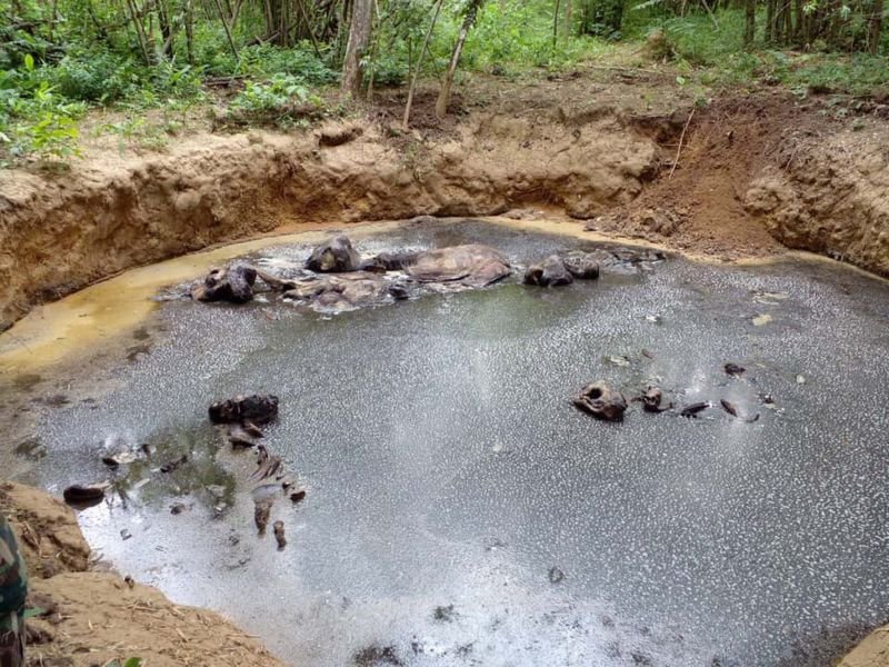 In Zuidwest Thailand kwamen vijf wilde olifanten in een modderbad vast te zitten en stierven aan een verschrikkelijke dood