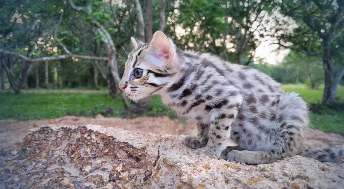 Het in Thailand geredde luipaard-welpje “Simba’ klaar om weer in de natuur vrijgelaten te worden