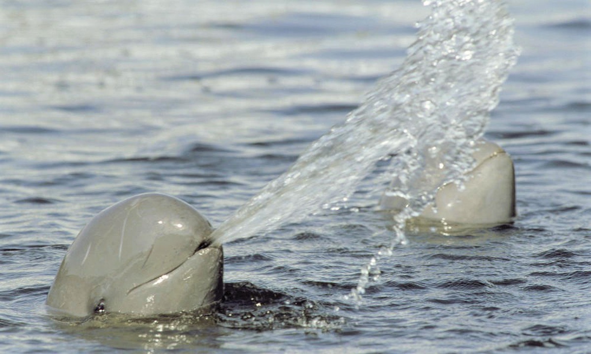 Zorgelijk! Er zwemmen nog slechts 14 Irrawaddy-dolfijnen in het zuidelijke gelegen Songkhla meer van THAILAND