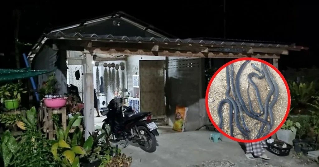 Thaise familie verlaat het huis in Zuid-Thailand na invasie van veertien cobra’s
