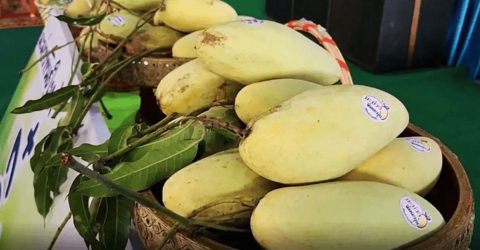 Thailand is nu op één na grootste mango-exporteur in ASEAN 