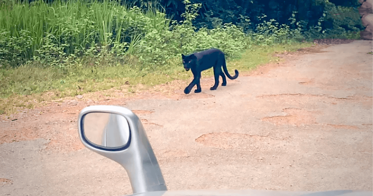 Vrouw kijkt in het Kaeng Krachan nationaal park van Thailand een pikzwarte panter in de ogen