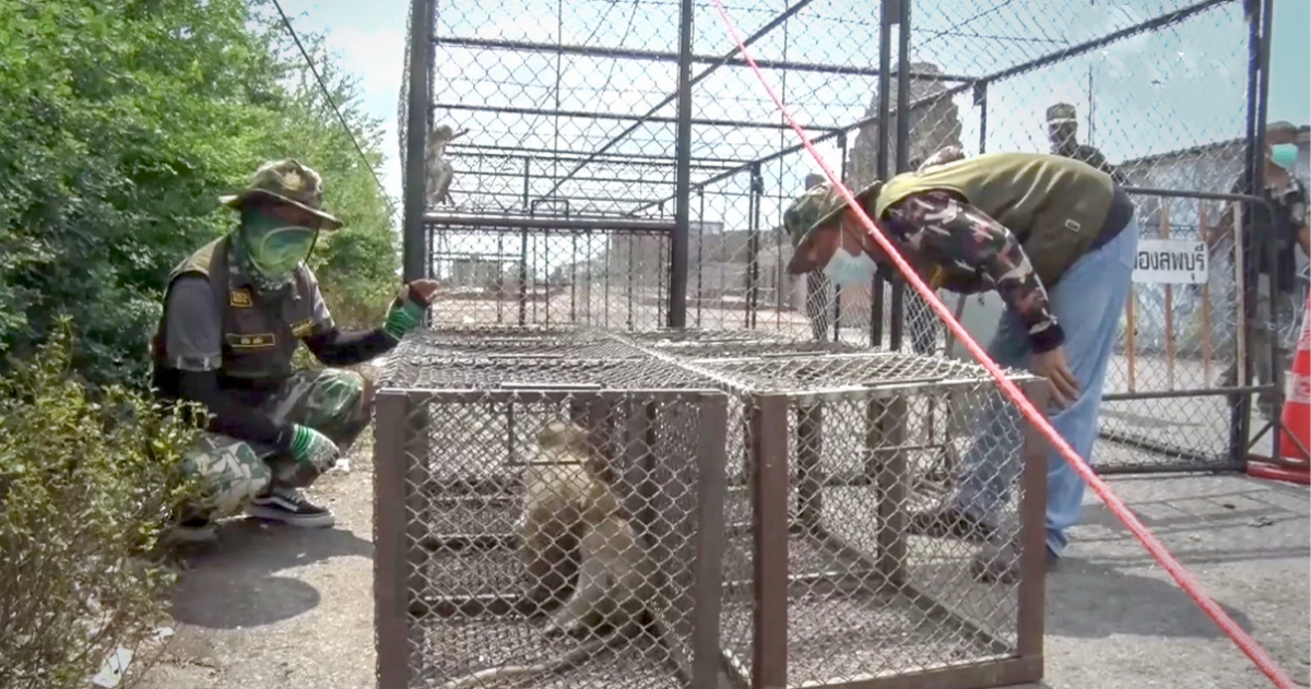 De stad Lopburi in Thailand screent toch apen uit bezorgdheid over apenpokken