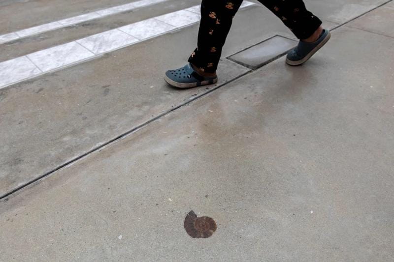 In een trottoir in de Thaise hoofdstad Bangkok zijn 66 miljoen jaar oude fossielen gevonden