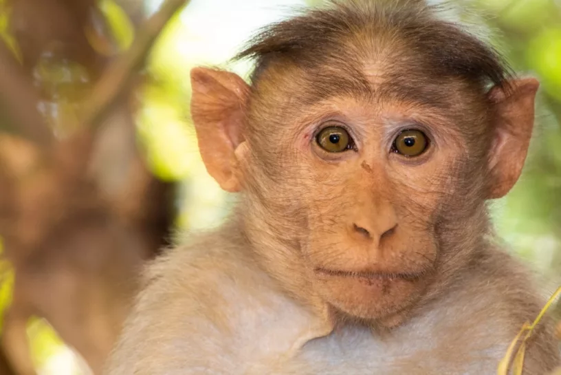 Na bloedonderzoek bij apen op Koh Chang, blijken 9 mensen besmet met het apenmalaria te zijn