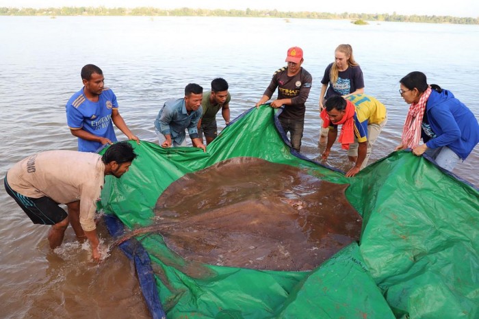 Cambodjaanse vissers vangen een enorme met uitsterven bedreigde pijlstaartrog in Mekong