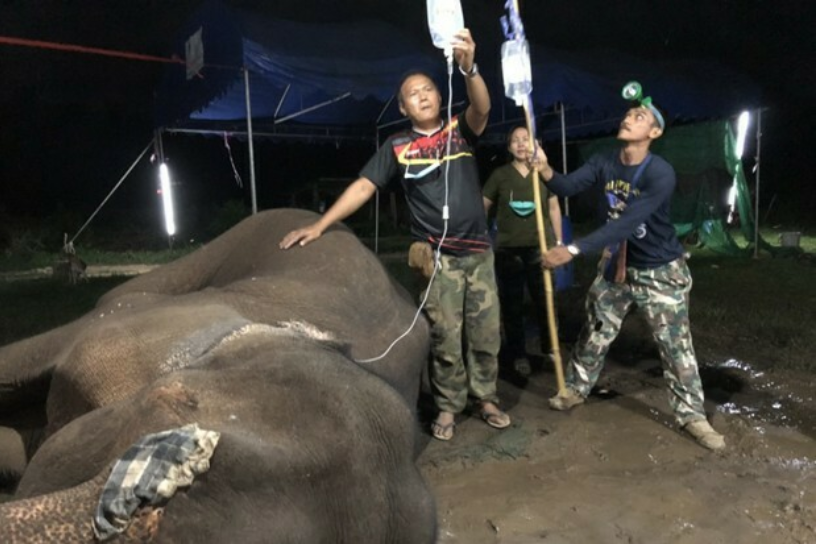 Dierenartsen zorgen voor doodzieke wilde olifant in het westen van Thailand