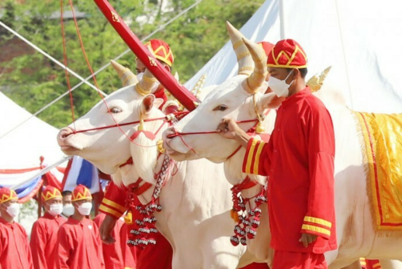 De koninklijke ploegceremonie in Thailand voorspelde veel water en een welvarende economie (foto compilatie)