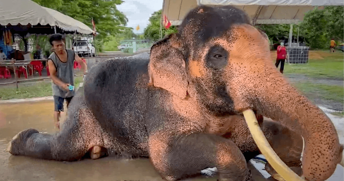 De vereerde ‘witte’ olifant in Saraburi trekt dagelijks veel bezoekers