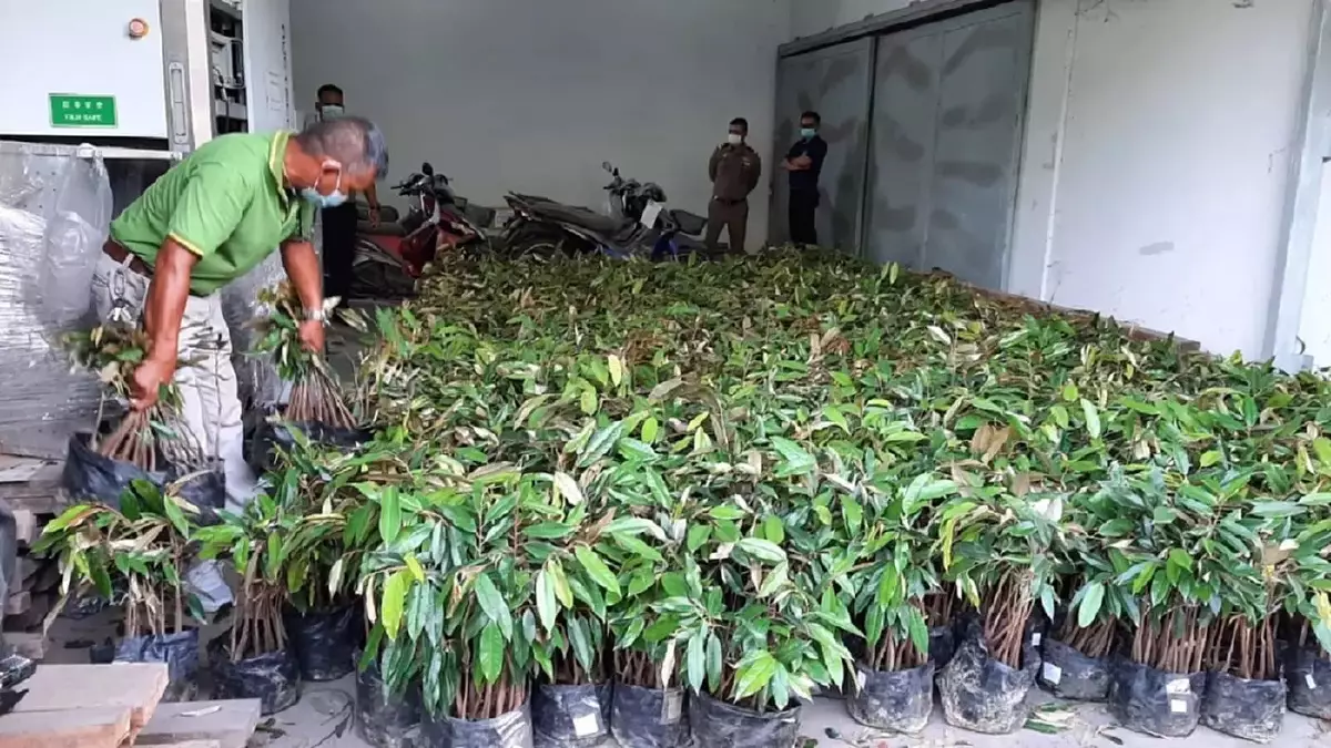 Douaneambtenaren namen 8.000 gesmokkelde durian jonge boompjes aan de Thais-Laos grens beslag