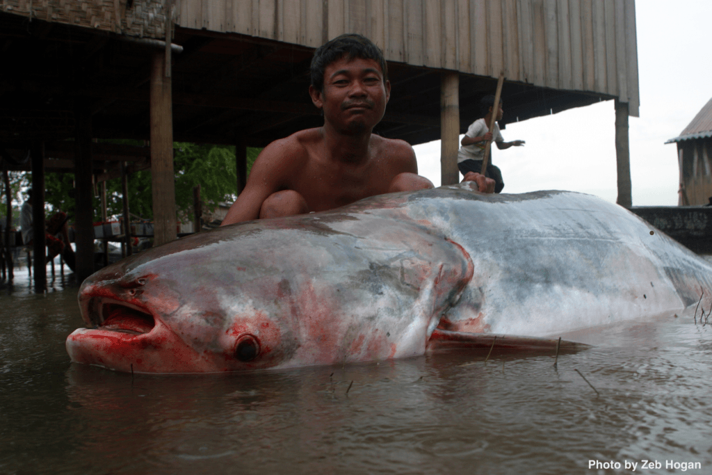 Lokale vissers eten grootste meerval ooit in THAILAND gevangen