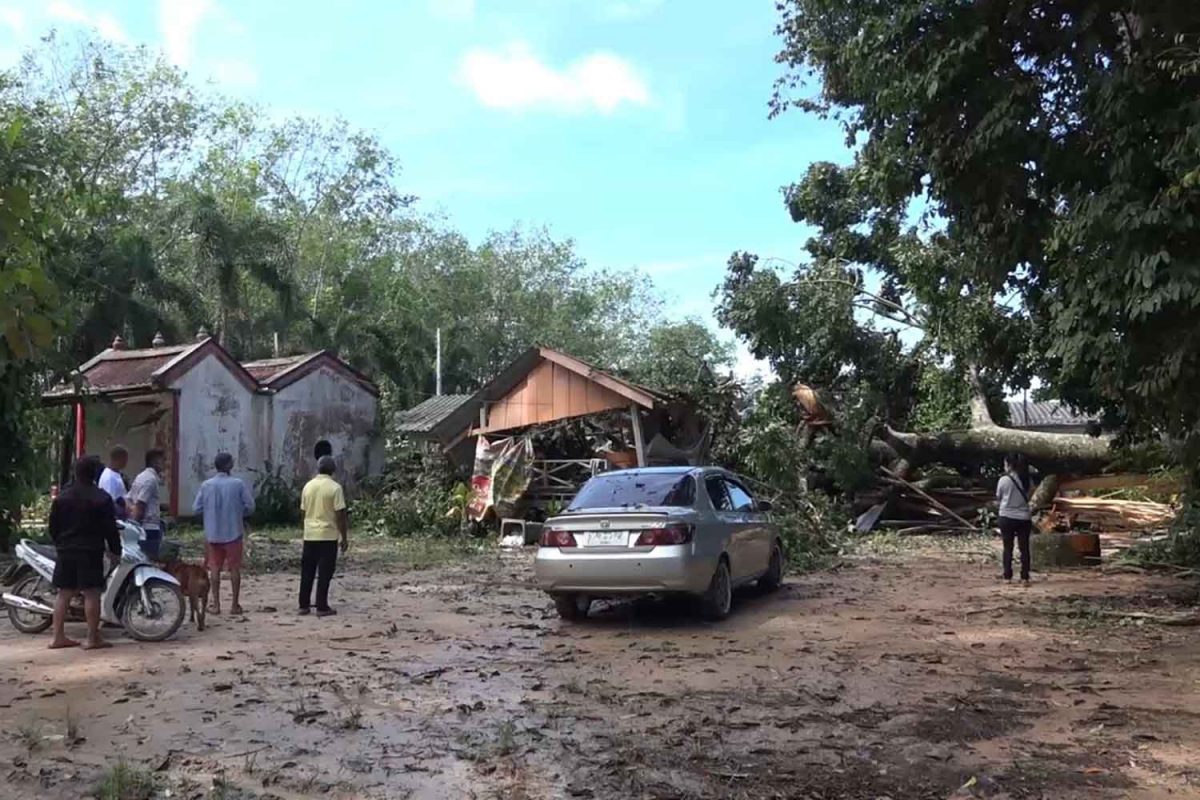 Grote boom valt op het terrein van de Thung Prap in Songkhla om en verplettert één tempelmedewerker 