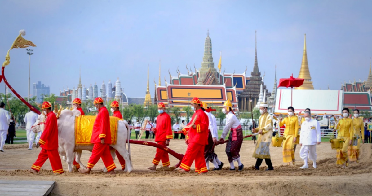 Met de op vrijdag in Bangkok te houden Koninklijke ploegceremonie wordt de rijstoogst voorspeld