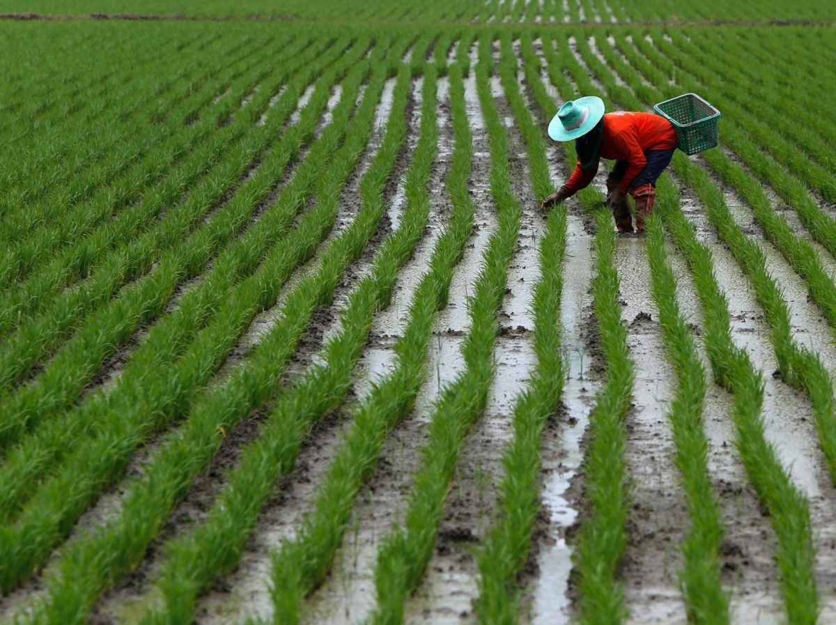 Vietnam en Thailand overwegen vorming van een ‘rijstkartel’ – dat is slecht nieuws voor consumenten