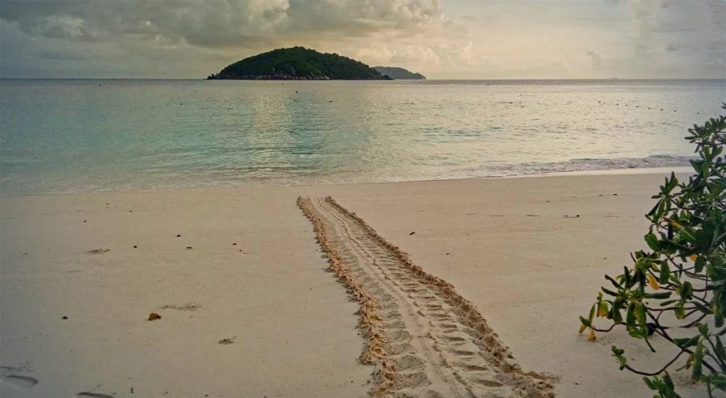 Groot nest met eieren van de bedreigde groene zeeschildpadden op het eiland Phang-Nga ontdekt
