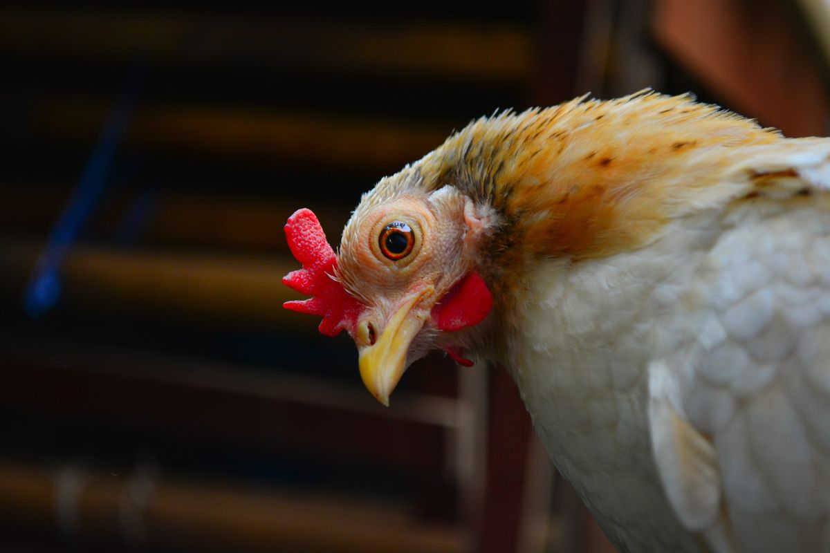 Kippen gaan in Thailand op cannabisdieet