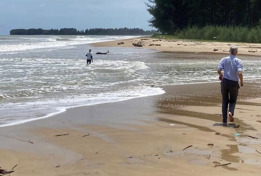 Dolfijn op het strand van Phang Nga aangespoeld, waarschijnlijk door de sterke golfslag