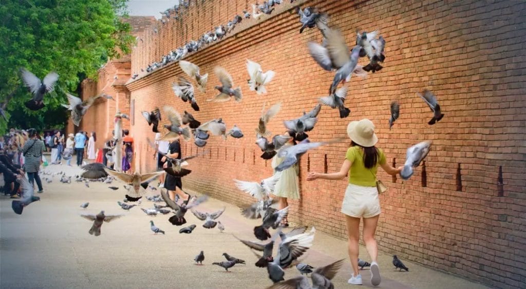 Het TAT verwacht dat de provincie Chiang Mai in de komende maanden 1 miljoen bezoekers trekt