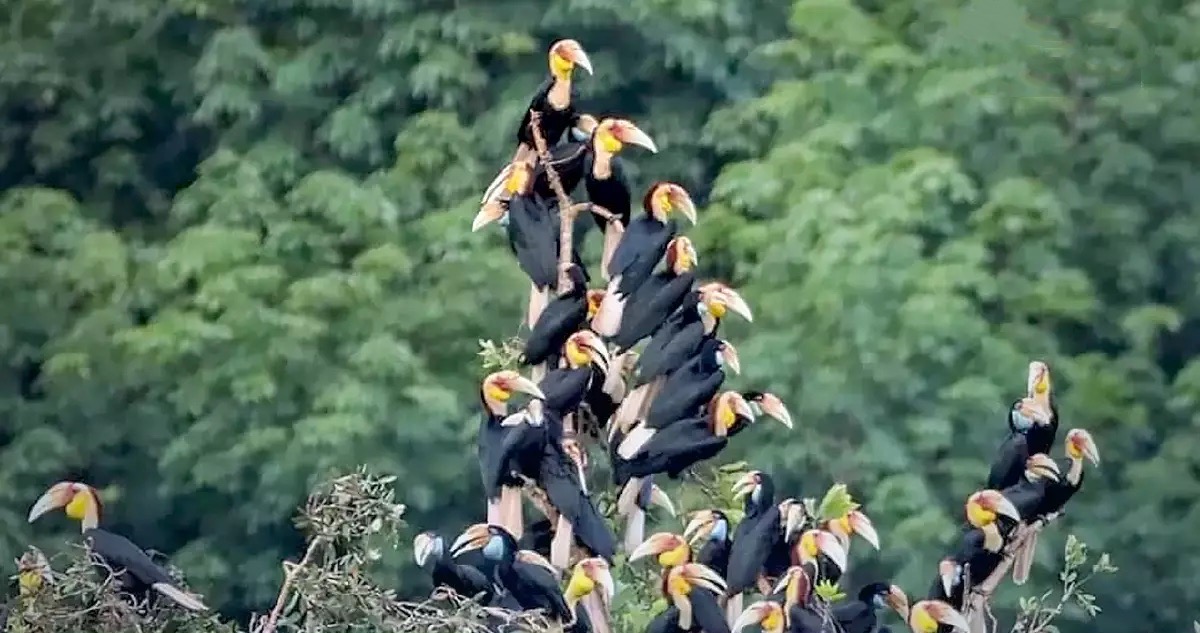 Zeldzaam fenomeen verbaast de vogelaars in Thailand 