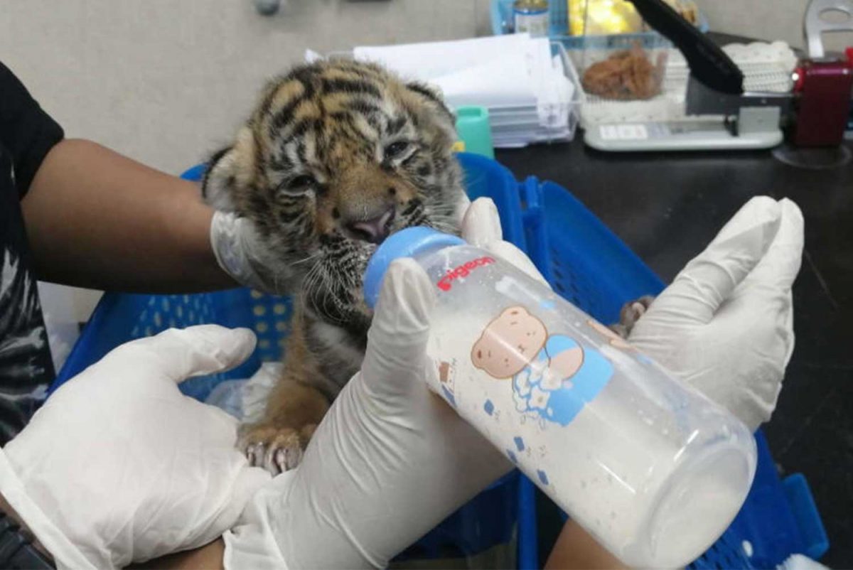 Eigenaar van tijgerdierentuin in Thailand, verdacht van handel in wilde dieren