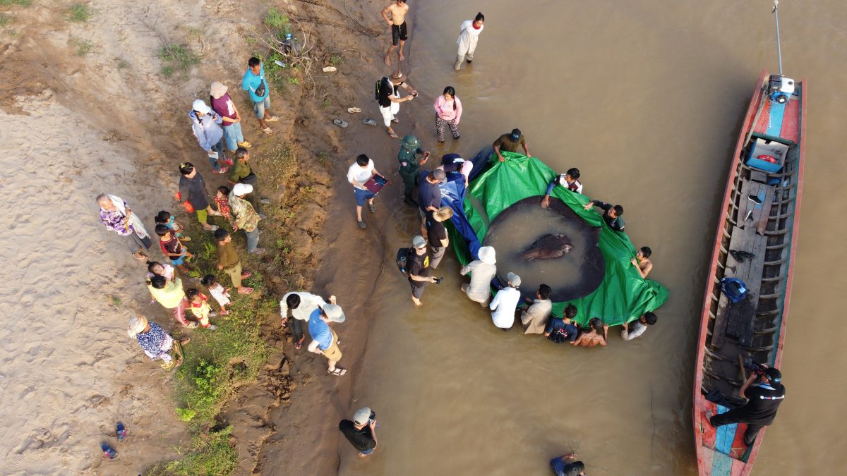 In Mekong gevangen pijlstaartrog zou ‘s werelds grootste zoetwatervis zijn