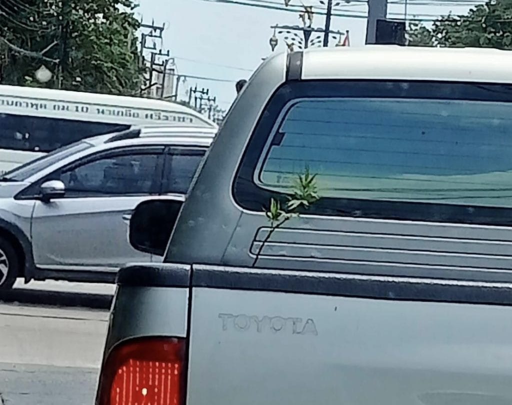 Thaise vrouw midden in de nacht in Chonburi van haar bed gelicht voor het kweken van één cannabisplantje