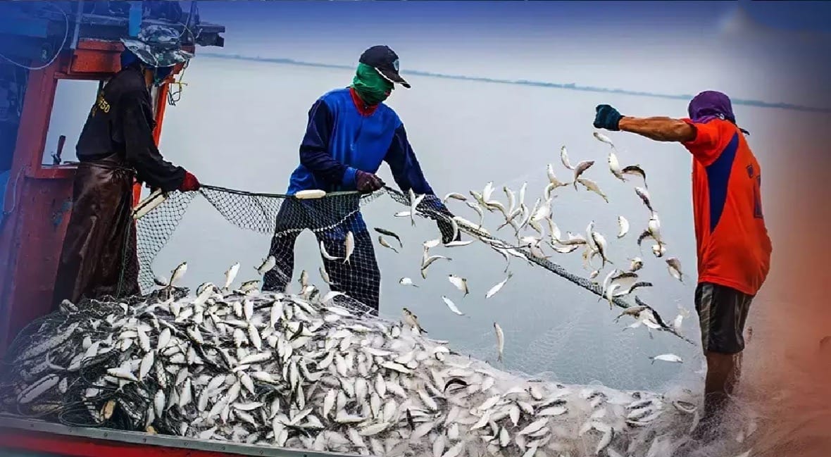 Thais visserij departement vraagt om advies over regelgeving die de vangst van kleine vissen gaat verbieden