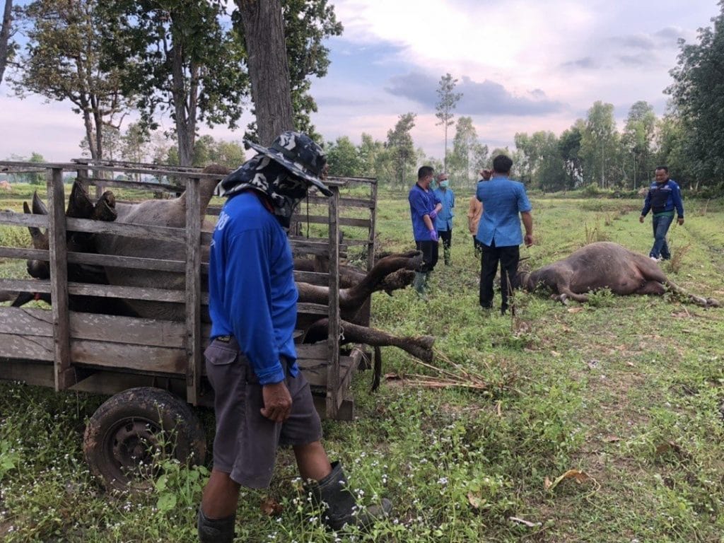 Plotselinge dood van 4 buffels in Noordoost-Thailand baart enige zorg en wordt grondig onderzocht