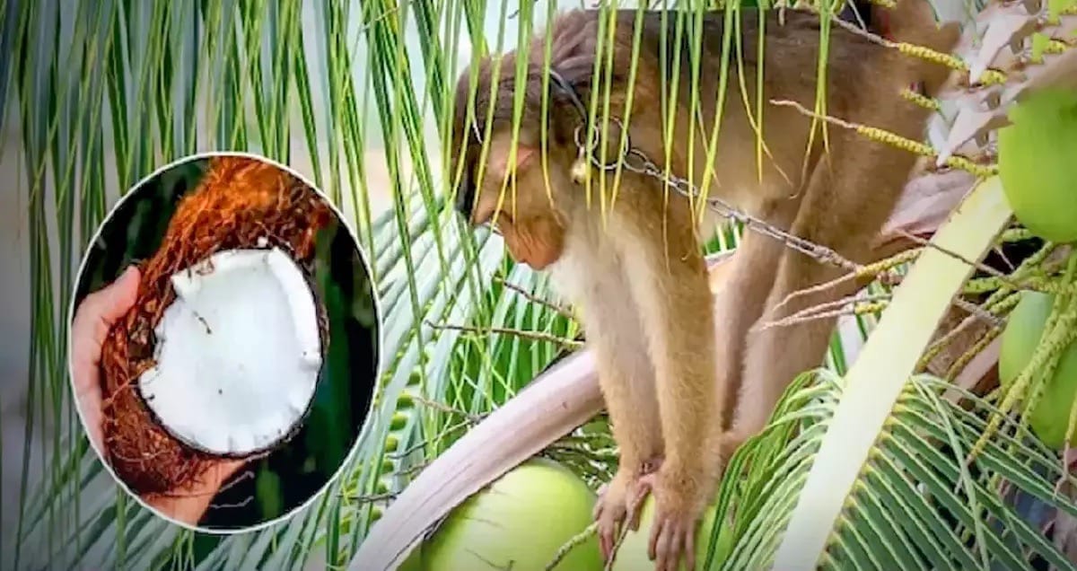 Het DITP in Thailand ontkracht het gerucht dat het Amerikaanse concern “Walmart”&nbsp;&nbsp;Thaise kokosnoot producten verbiedt vanwege apenarbeid