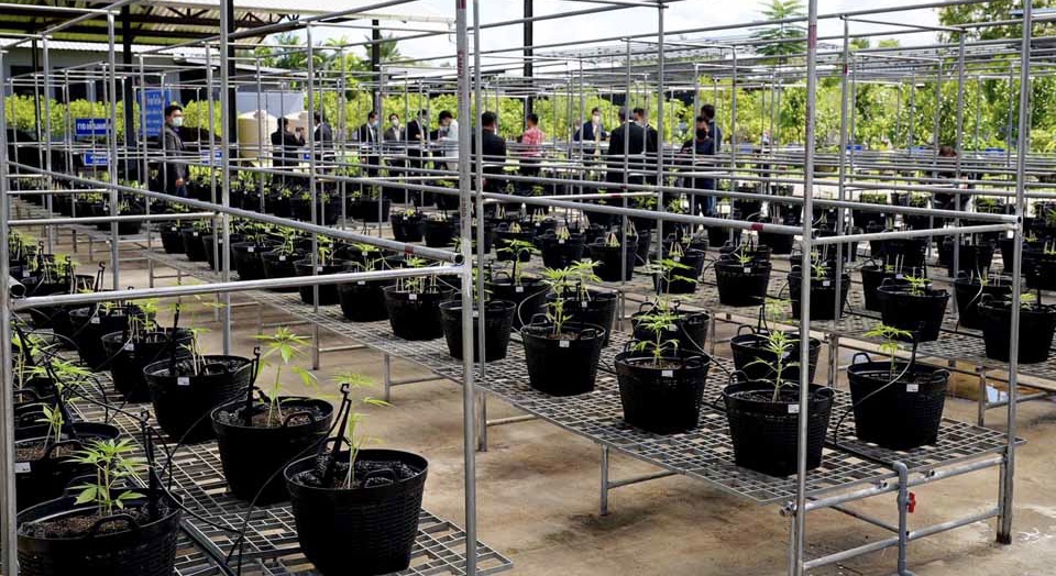 De tuinen van Nong Nooch in Pattaya zetten zelf een marihuana kwekerij op