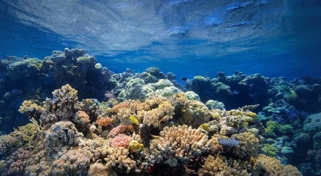 Het leven in de maritieme parken in Thailand profiteren van de ineenstorting van het toerisme