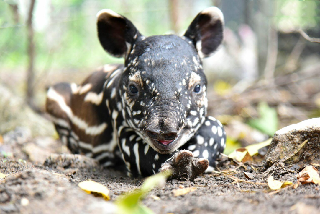 De Khao Kheow Open Zoo in Chonburi kondigt de geboorte van een pasgeboren babytapir aan, één van de bedreigde diersoorten van Thailand