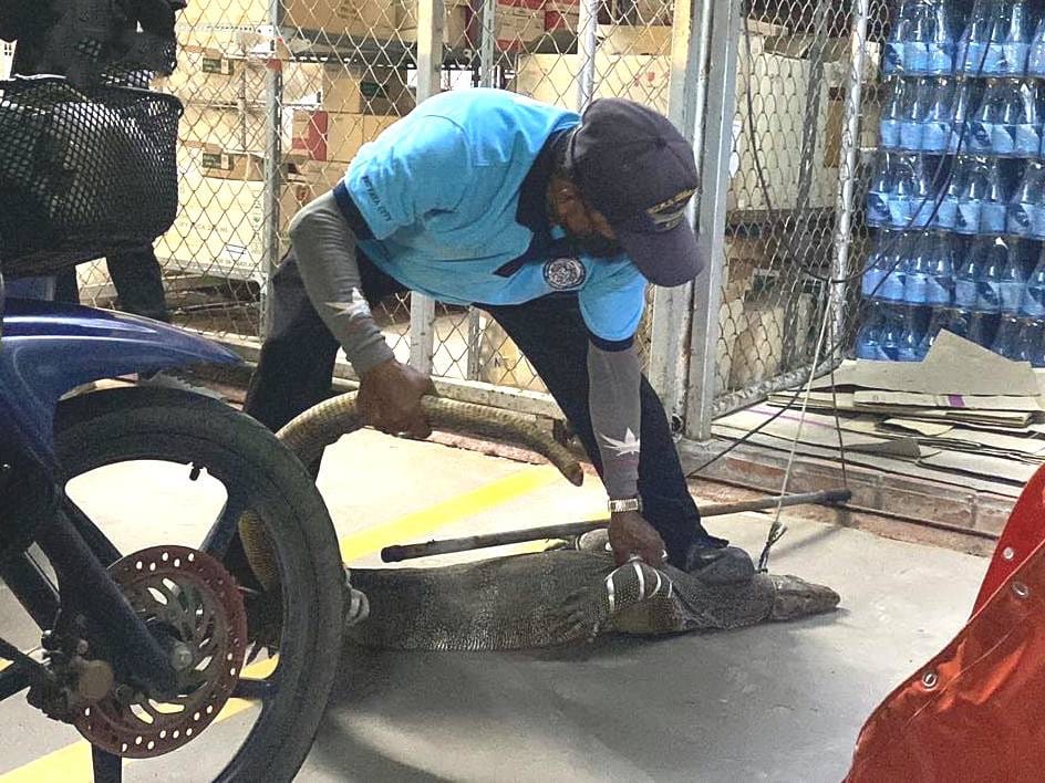 Gigantische varaan zoekt onderdak in hotel Pattaya