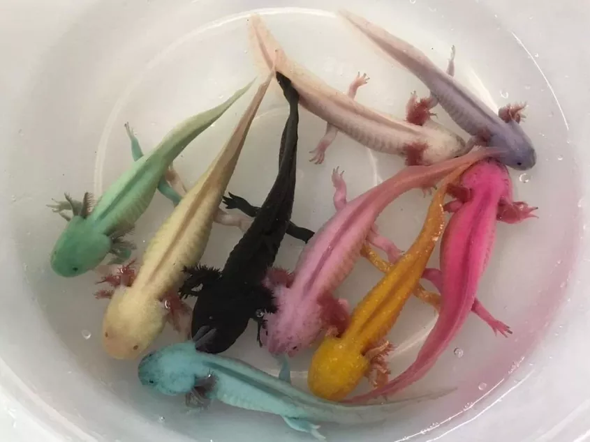 Thailand heeft een nieuwe hype, doe er niet aan mee en koop géén met gekleurde axolotl amfibieën