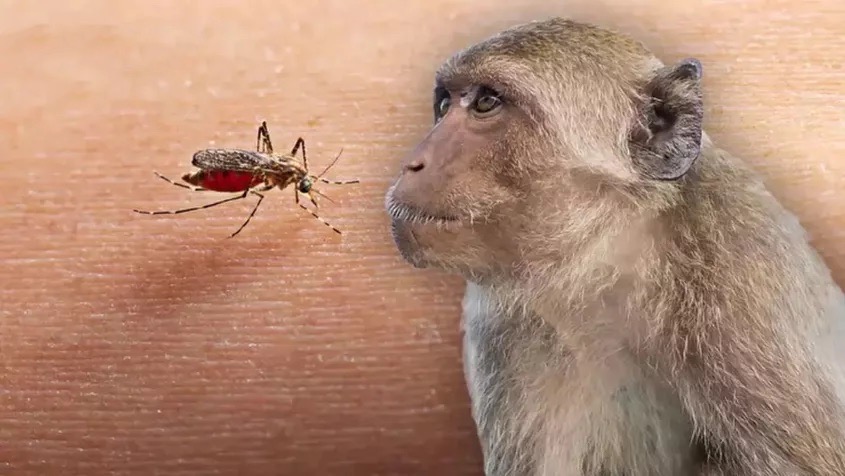 De gezondheidsdienst van Thailand heeft een malaria-waarschuwing uitgegeven, welke wordt veroorzaakt door apen