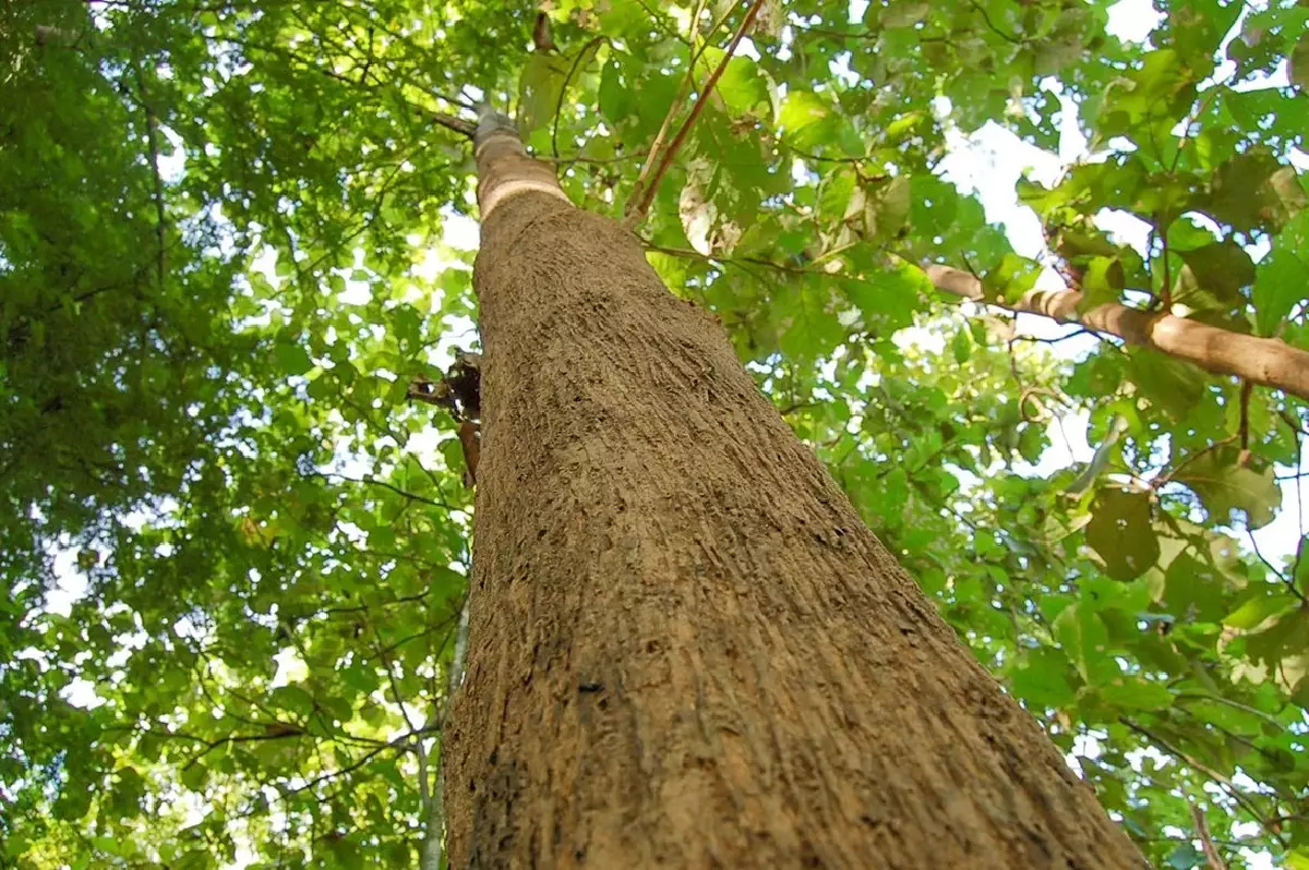 Het beleid van de regering in Thailand om bomen als garantiebetaling te accepteren is een doorslaand succes