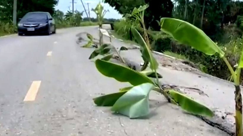 De lokale bevolking in midden Thailand wordt gek van de slechte wegen en planten bananenbomen in de weg als protest&nbsp;