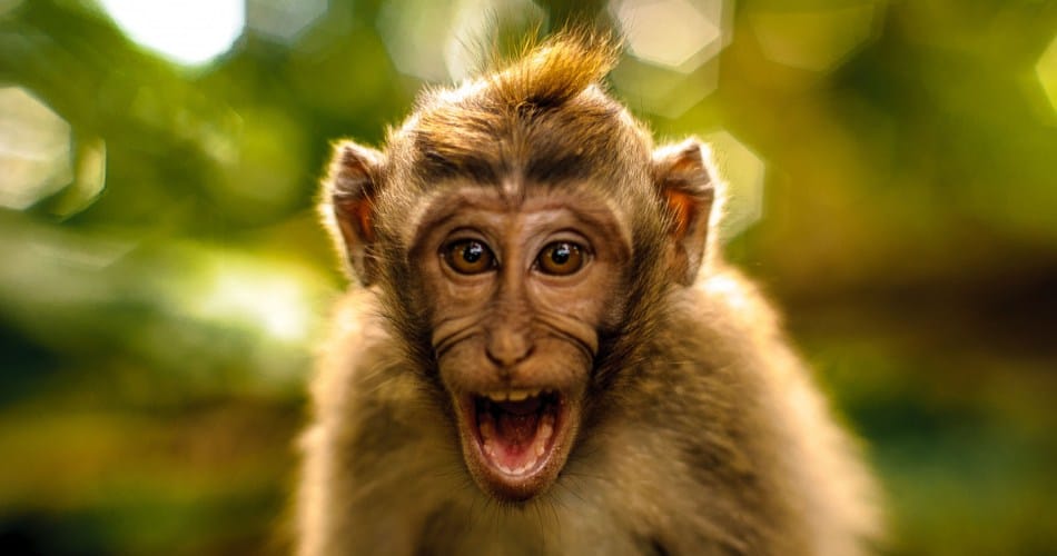 In Thailand zijn géén gevallen van apenpokken gedetecteerd zelfs niet in land’s apenkolonies