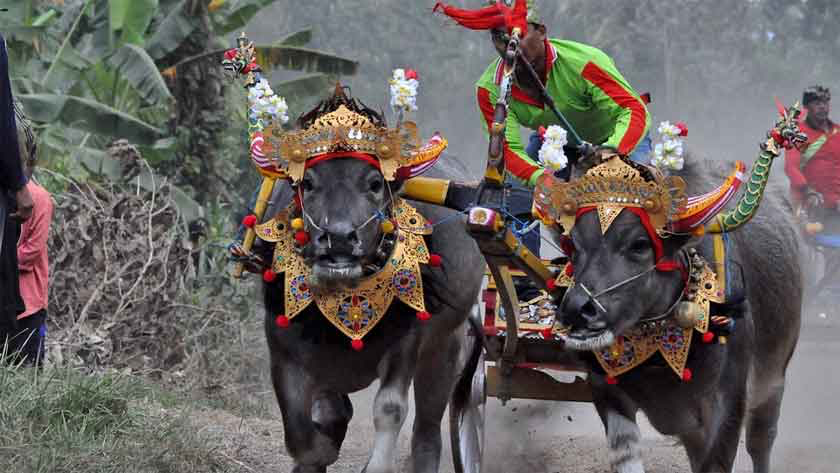 De traditionele waterbuffelraces boeien de menigte in Chonburi, modder, zweet en gejuich ontbreken daar niet aan