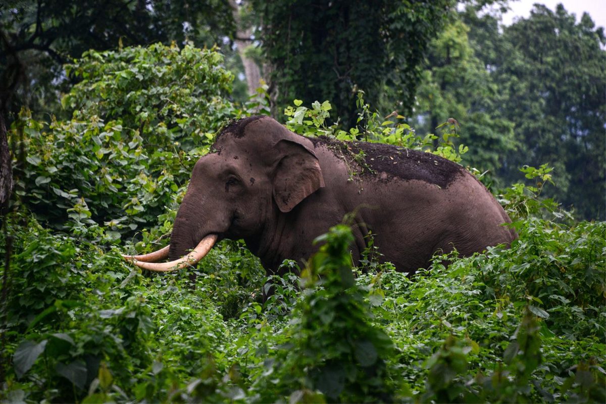 Wilde olifant vertrapt bejaarde vrouw in Azië en verstoort daarna haar begrafenis