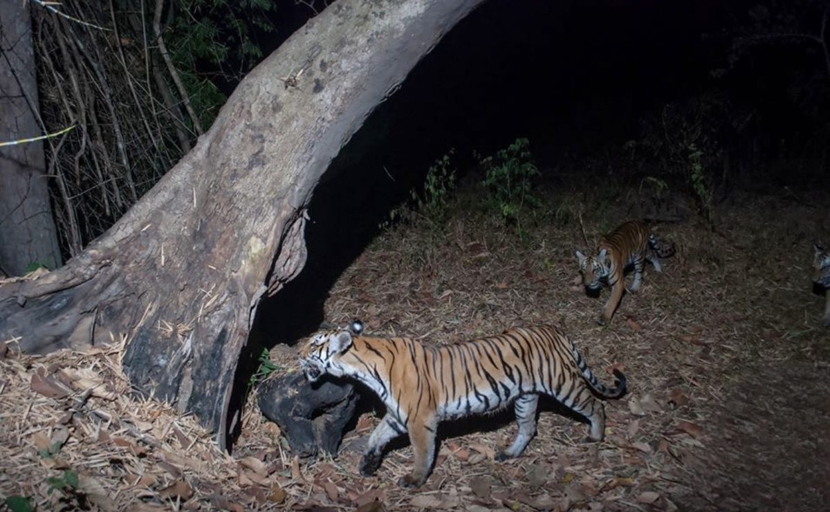 Thailand ‘huisvest het hoogste aantal wilde tijgers in Zuidoost-Azië’