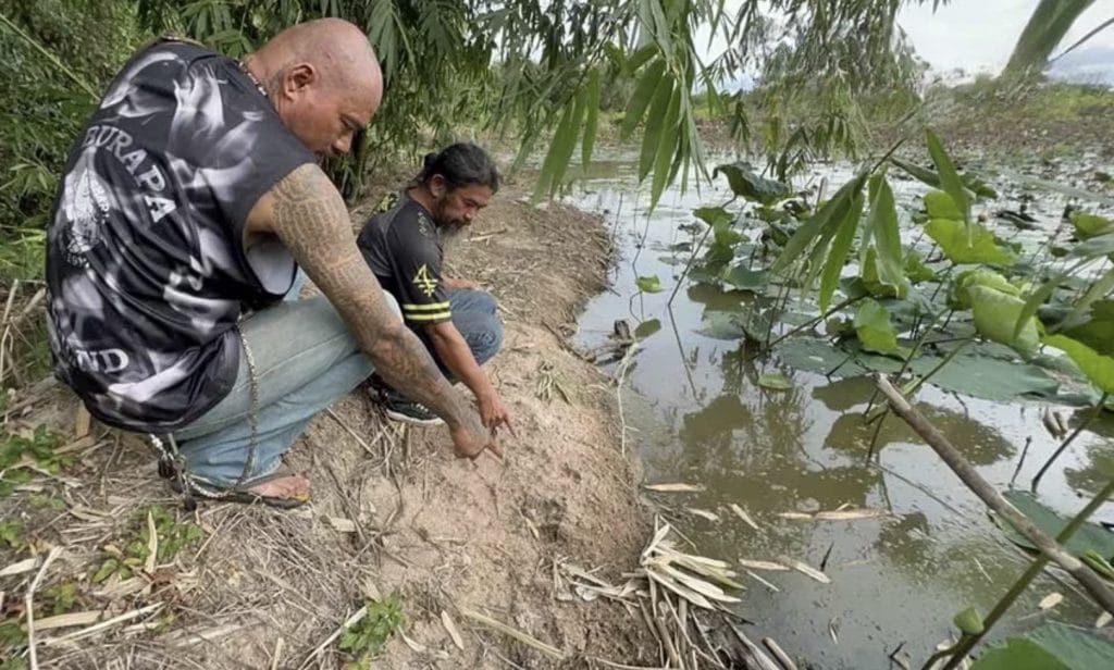 🎥  | Ontsnapte krokodil zwemt vrij in Na Jomtien rond, op zoek naar een lekker hapje…..HATSIEKADEE!