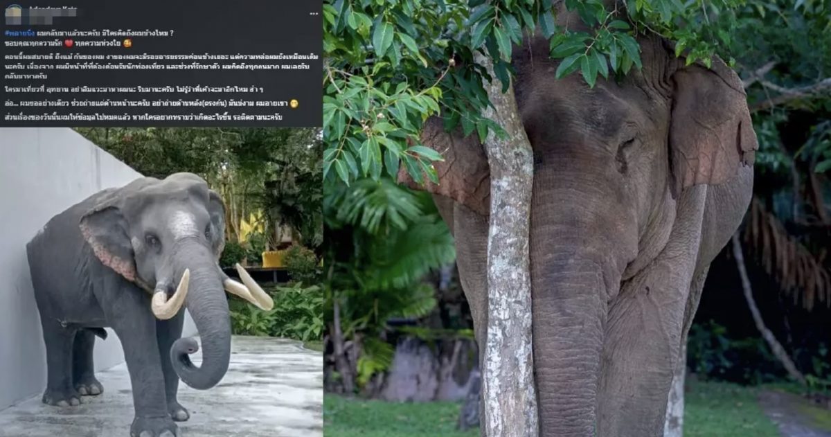 De gezworen vijand van olifant Plai Diew Lub keert terug naar de ingang van het nationaal park Khao Yai