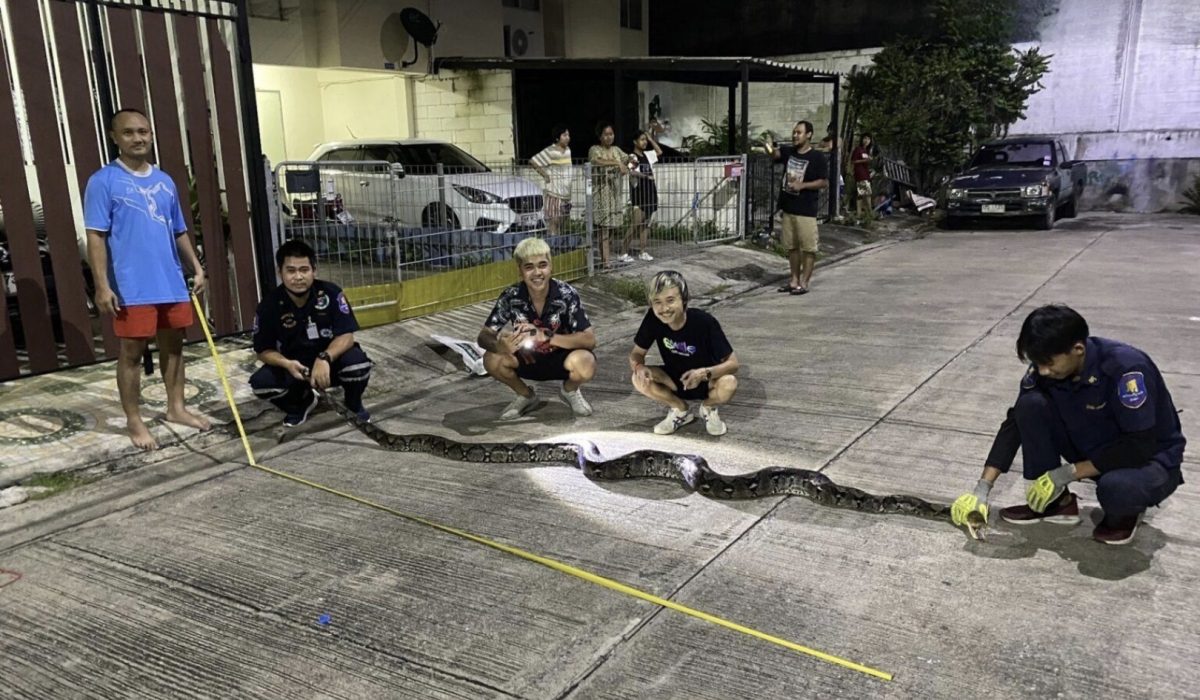 🎥 | Vijf meter lange python, genaamd Kaa schokt de bewoners in de kustplaats Pattaya met zijn verschijning