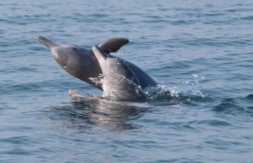 Dol fijn dat er weer Indo-Pacifische bultrug dolfijnen in Thailand zijn