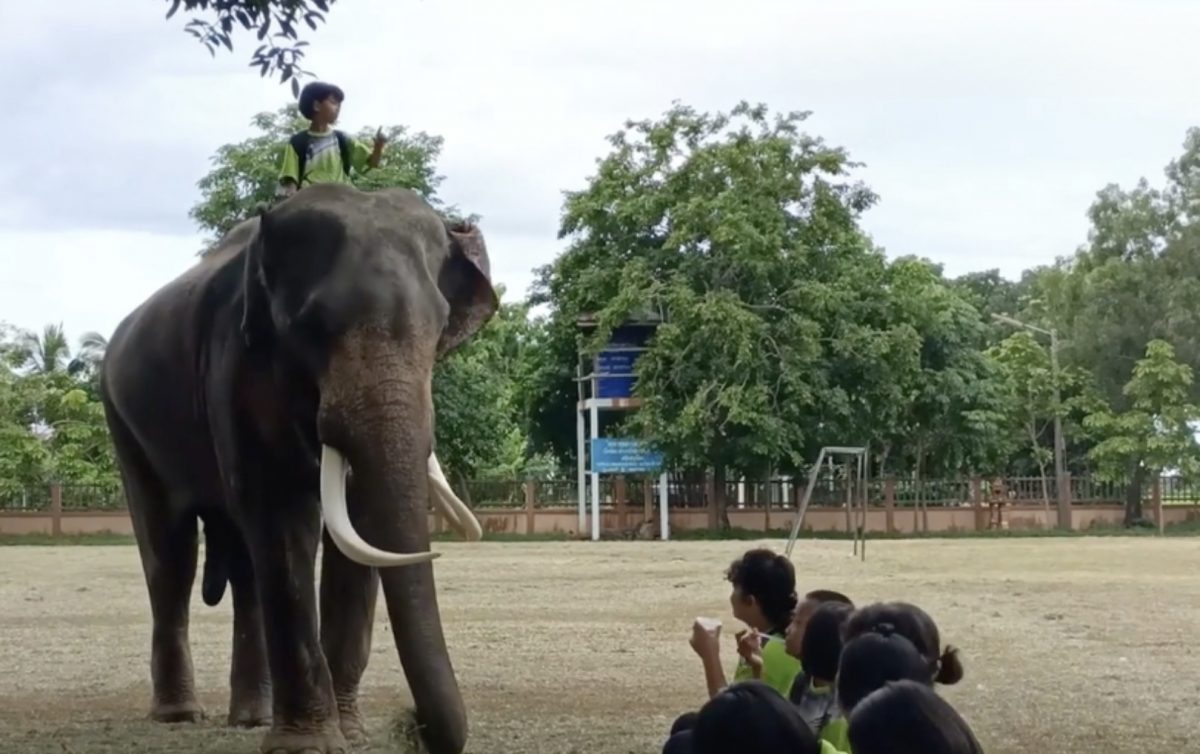 Een lichtgewicht gaat in Thailand op een zwaar gewicht naar school